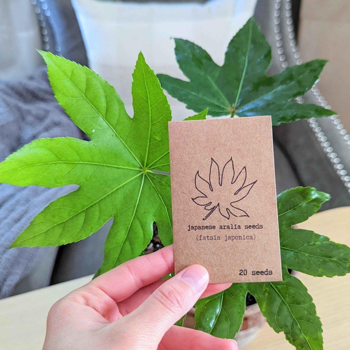 Fatsia Japonica &