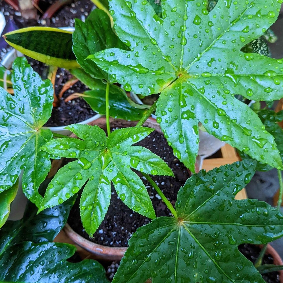 fatsia japonica indoor plant Fatsia Japonica 'Japanese Aralia' Seeds