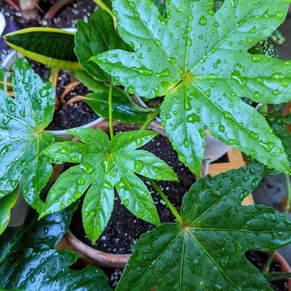 Fatsia Japonica &