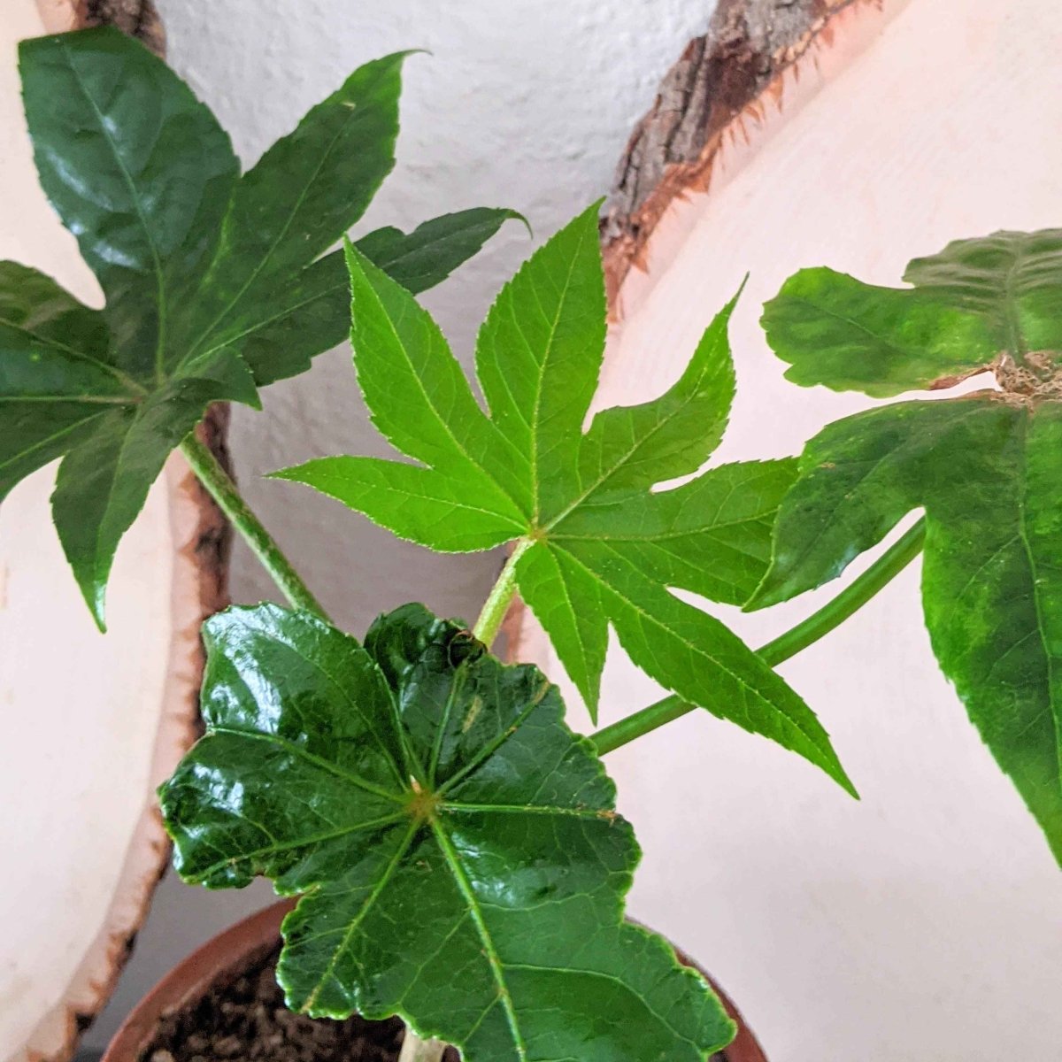 japonica indoor plant Fatsia Japonica 'Japanese Aralia' Seeds