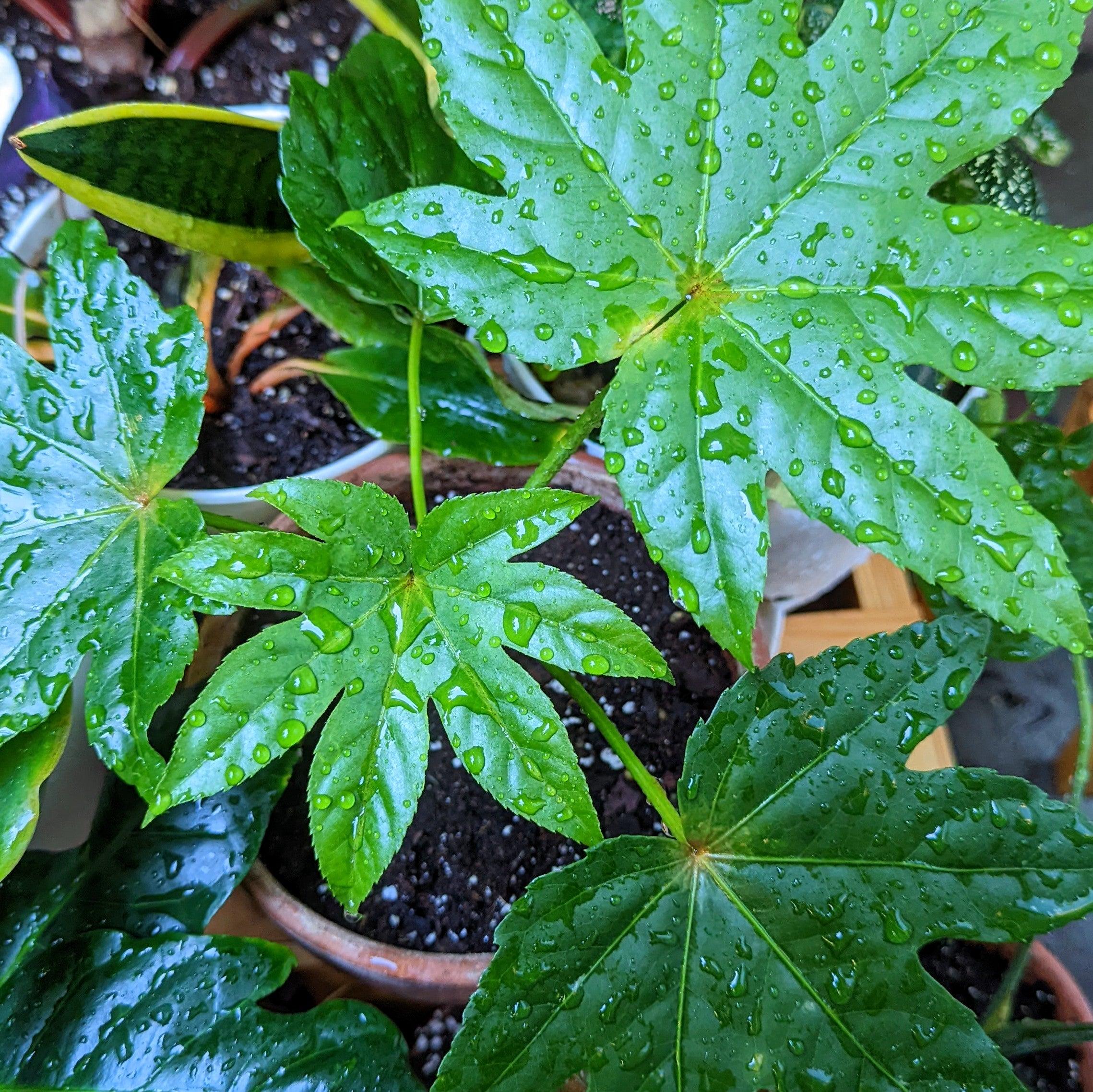 Fatsia Japonica &