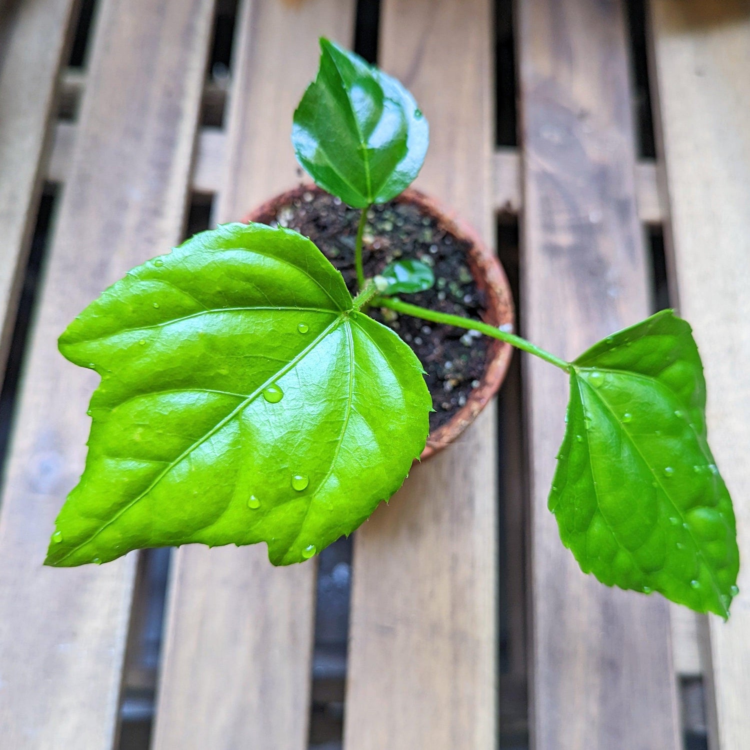 Fatsia Japonica &