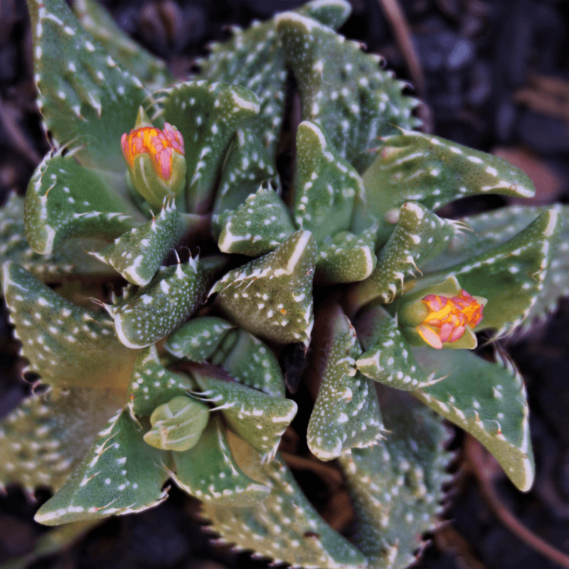 Faucaria &