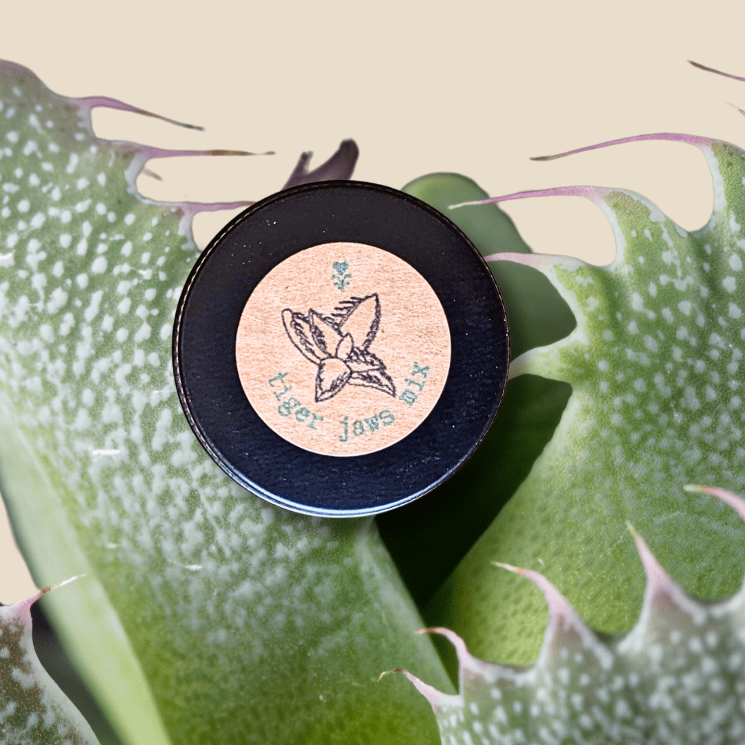Faucaria &