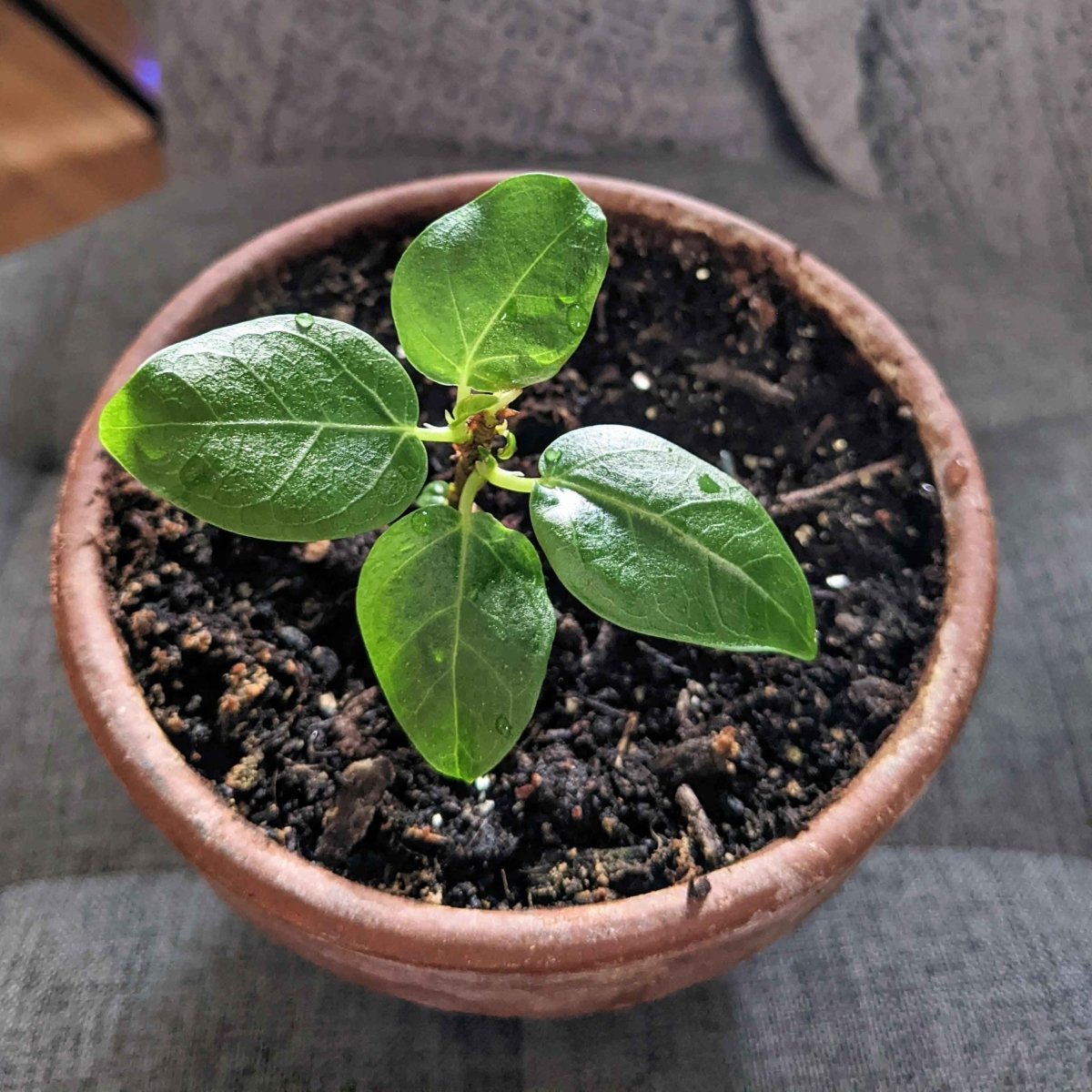 Ficus Benghalensis &