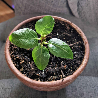 Ficus Benghalensis &