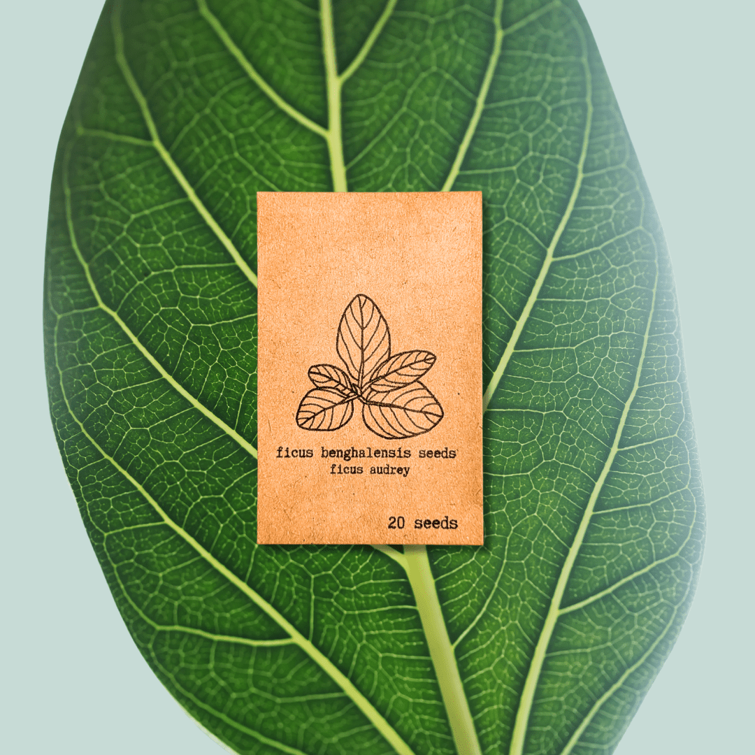 Ficus Benghalensis &