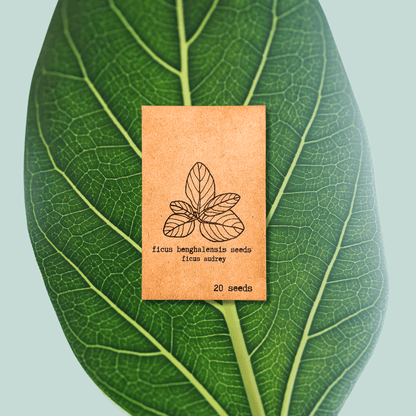 Ficus Benghalensis &