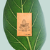 Ficus Benghalensis &