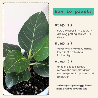 ficus audrey potting soil Ficus Audrey Seeds (Ficus Benghalensis)