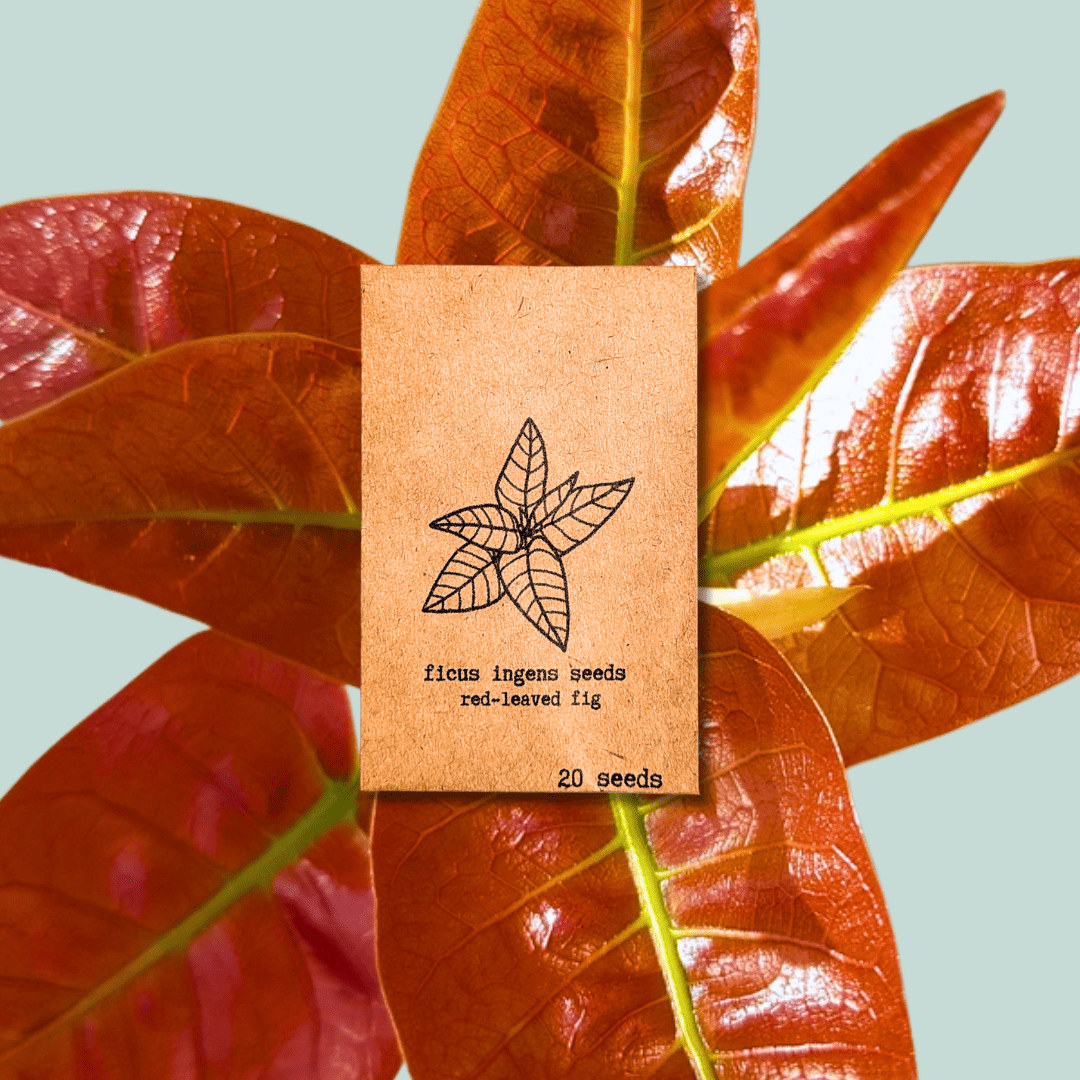 Ficus Ingens &