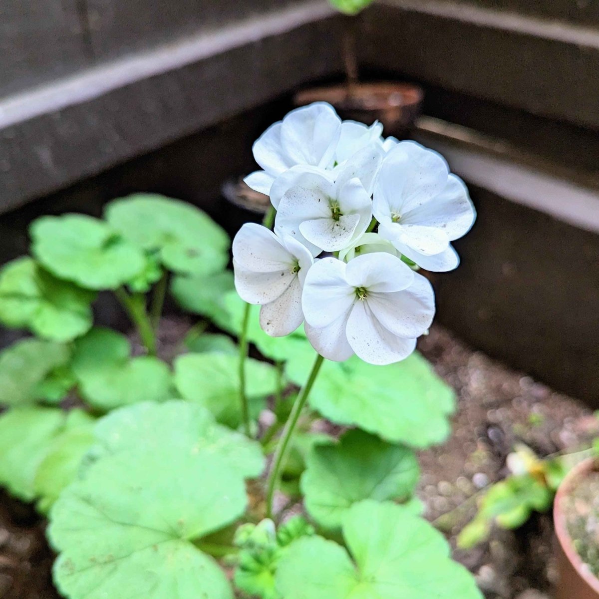 seed geranium Geranium Seeds