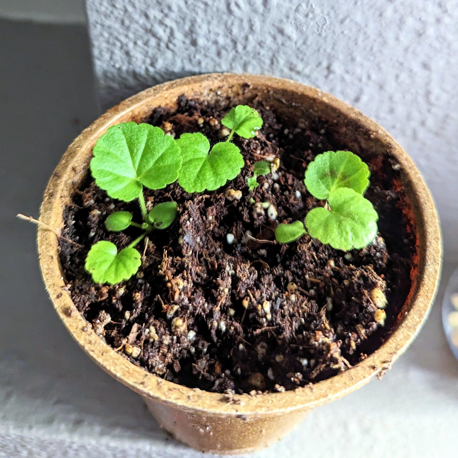 Geranium Seeds - Plantflix