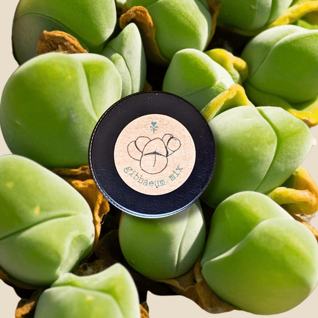 Gibbaeum Seed Mix - Plantflix