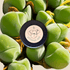 Gibbaeum Seed Mix - Plantflix