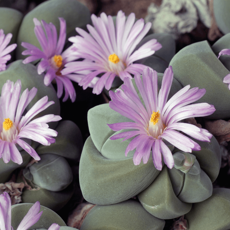 Gibbaeum Seed Mix - Plantflix