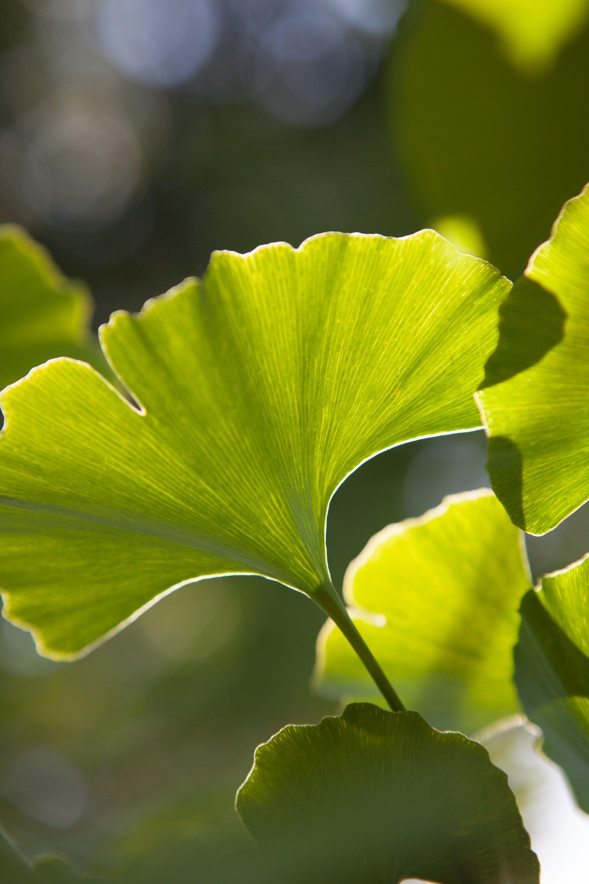 Ginkgo Biloba &