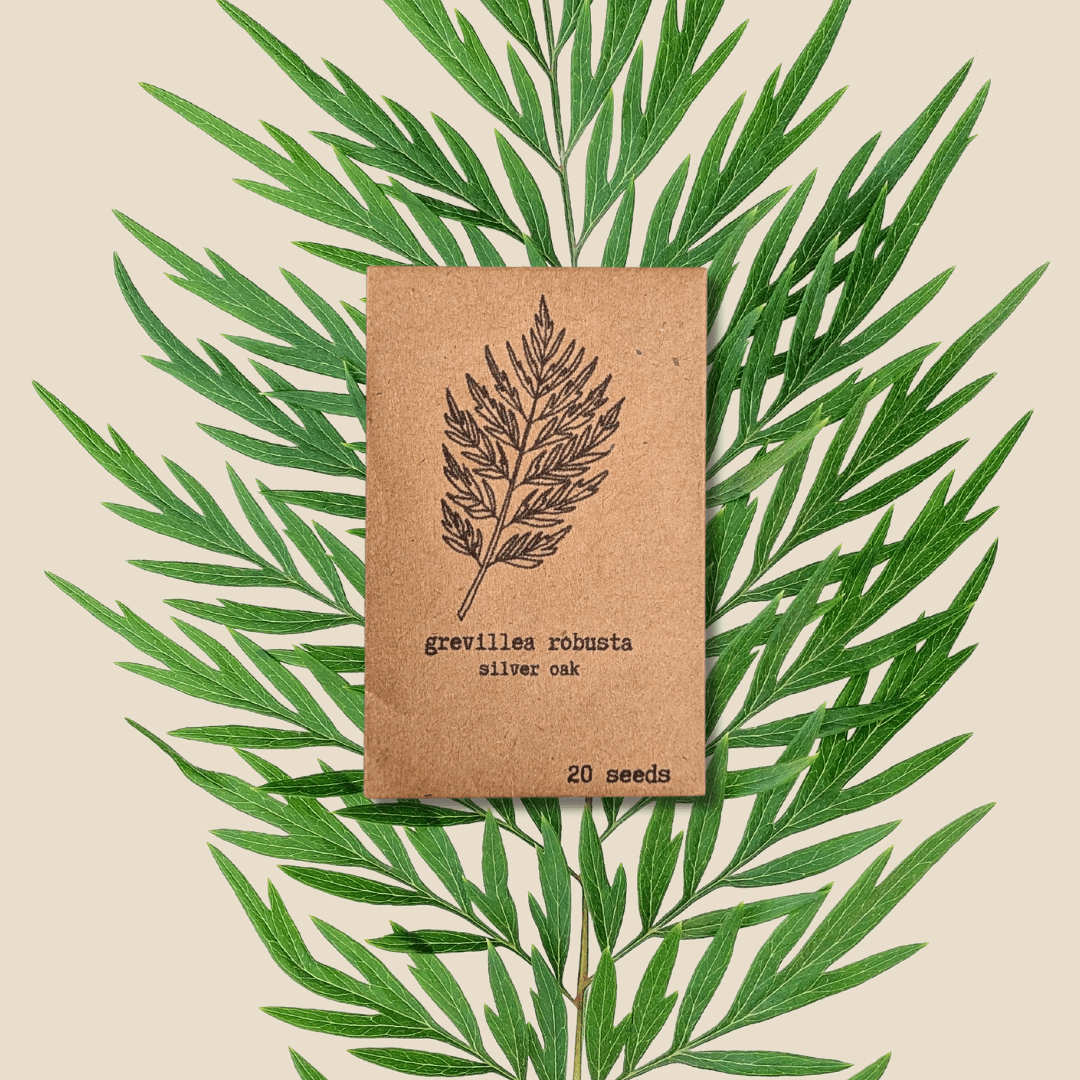 Grevillea Robusta &