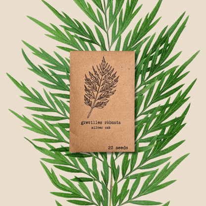 Grevillea Robusta &