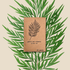 Grevillea Robusta &
