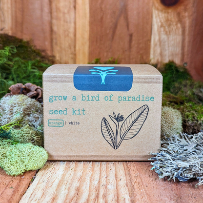 Grow a Bird of Paradise Plant Seed Kit - Plantflix