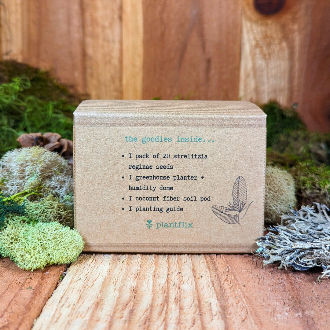 Grow a Bird of Paradise Plant Seed Kit - Plantflix