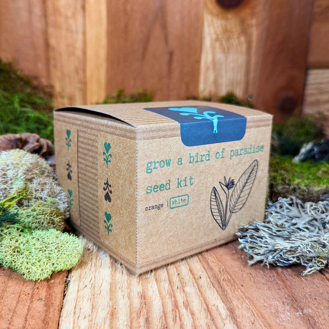 Grow a Bird of Paradise Plant Seed Kit - Plantflix