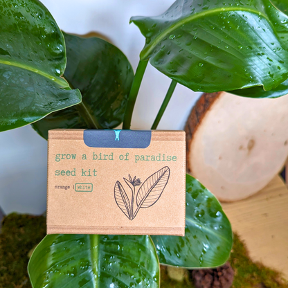 Grow a Bird of Paradise Plant Seed Kit - Plantflix