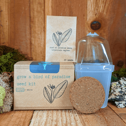 Grow a Bird of Paradise Plant Seed Kit - Plantflix