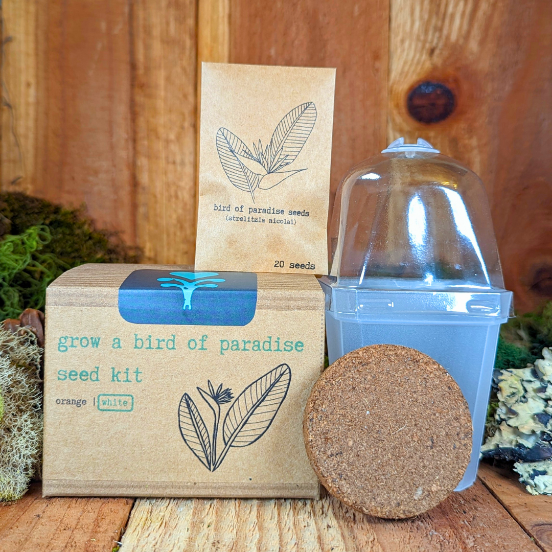 Grow a Bird of Paradise Plant Seed Kit - Plantflix