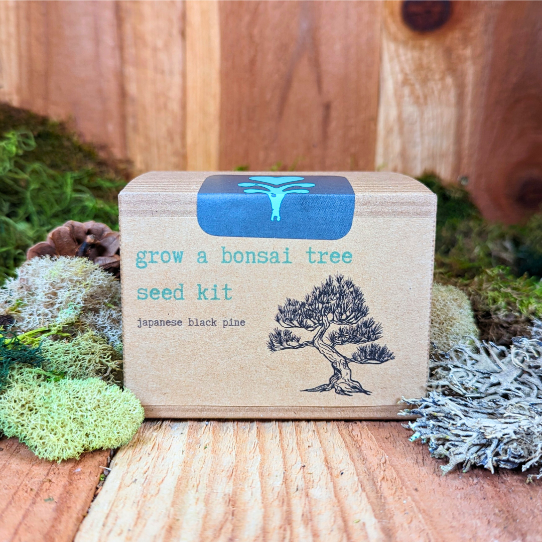 Grow a Bonsai Plant Seed Kit - Plantflix