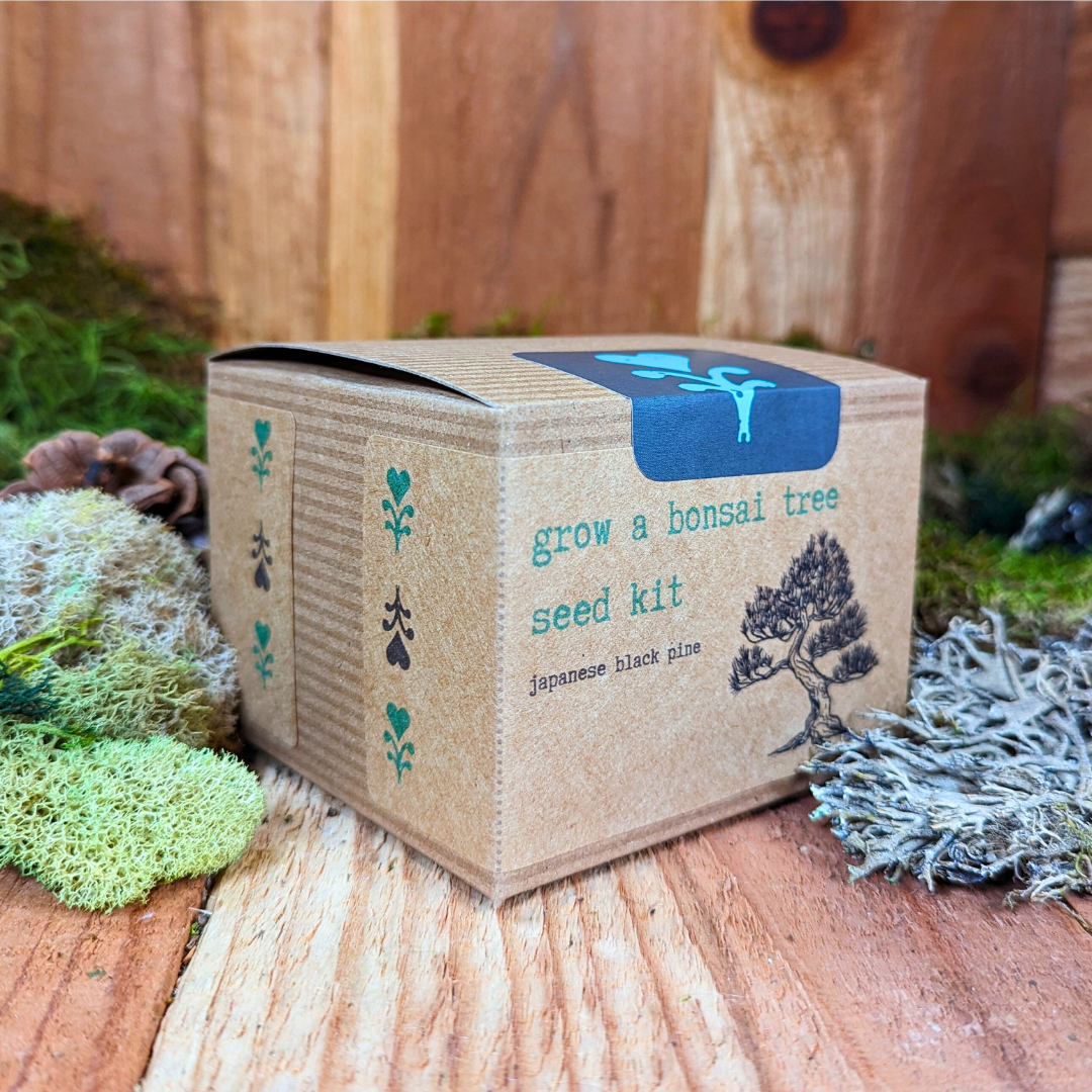 Grow a Bonsai Plant Seed Kit - Plantflix