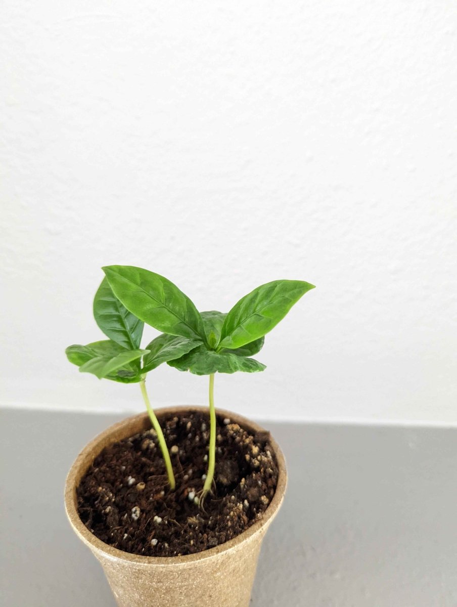 Grow a Coffee Plant Seed Kit - Plantflix