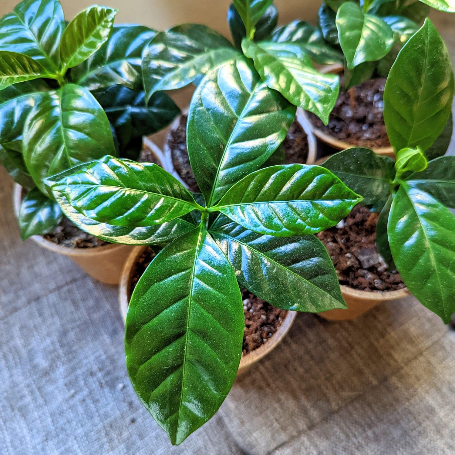 Grow a Coffee Plant Seed Kit - Plantflix