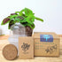 Grow a Coleus Seed Kit - Plantflix