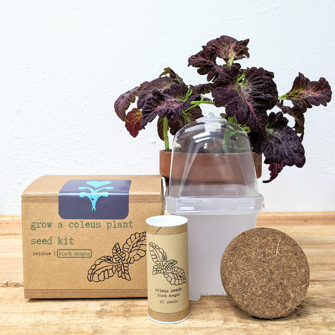 Grow a Coleus Seed Kit - Plantflix