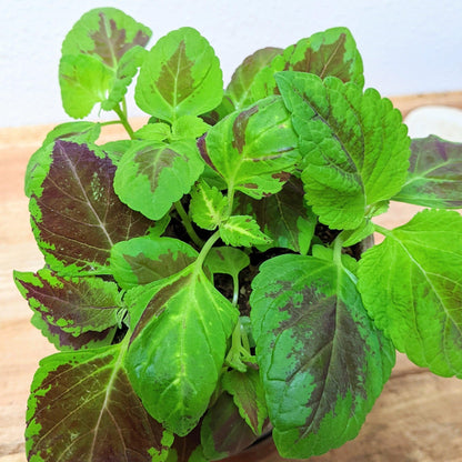 Grow a Coleus Seed Kit - Plantflix