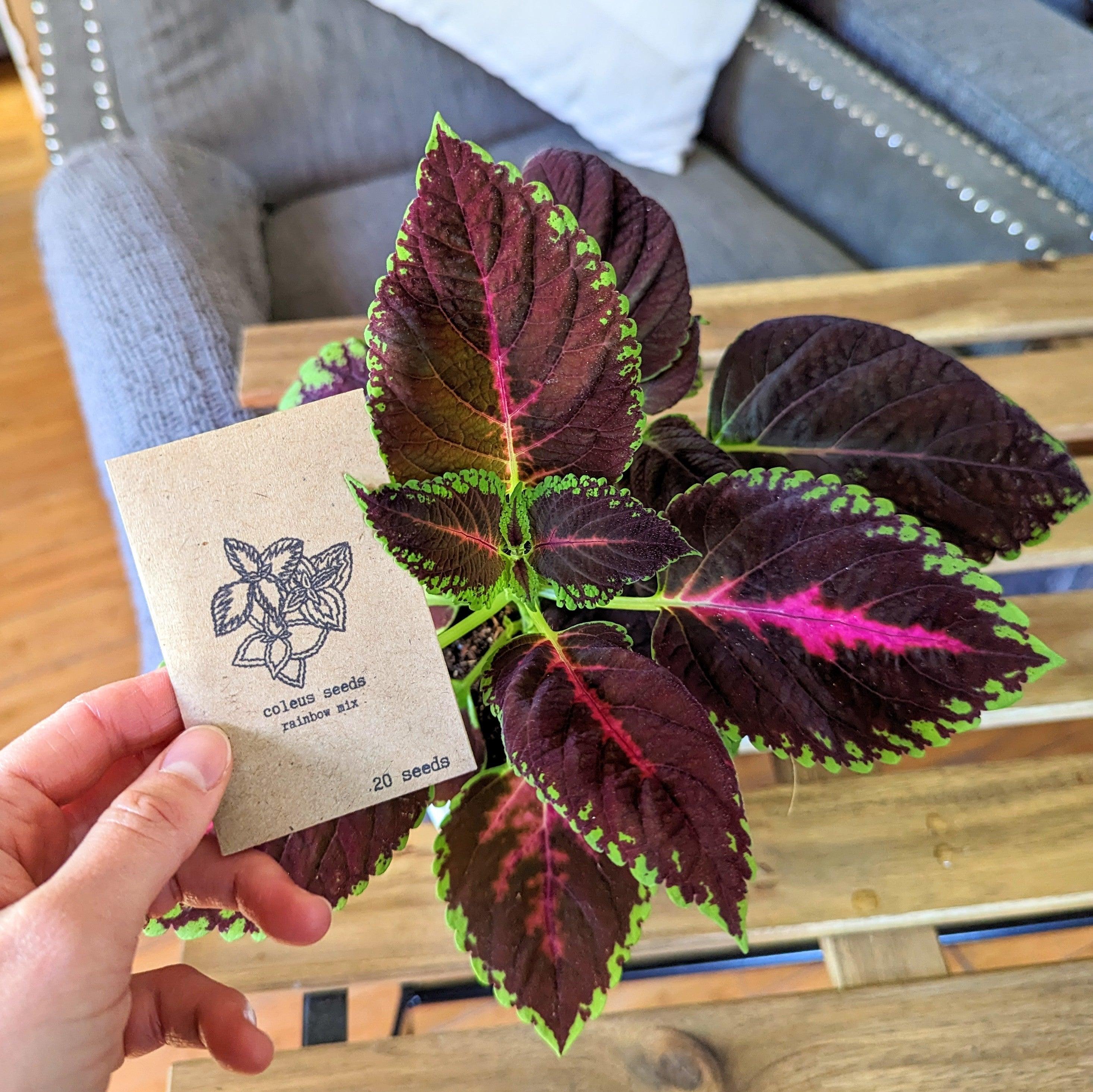 Grow a Coleus Seed Kit - Plantflix