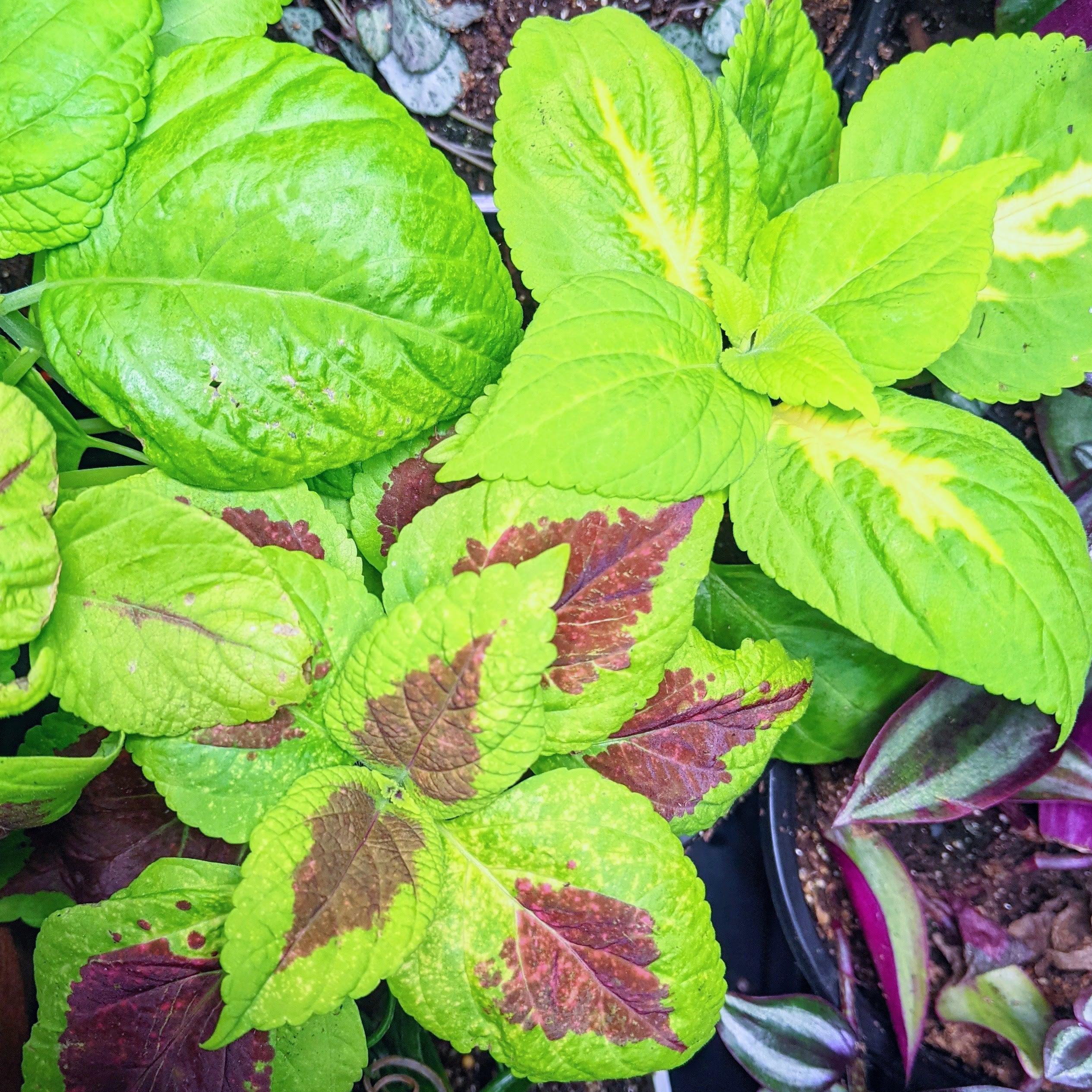 Grow a Coleus Seed Kit - Plantflix