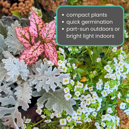 Grow a Fairy Garden Seed Kit - Plantflix