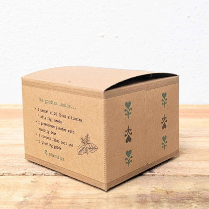 Grow a Ficus Altissima Seed Kit - Plantflix