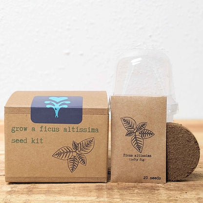 Grow a Ficus Altissima Seed Kit - Plantflix
