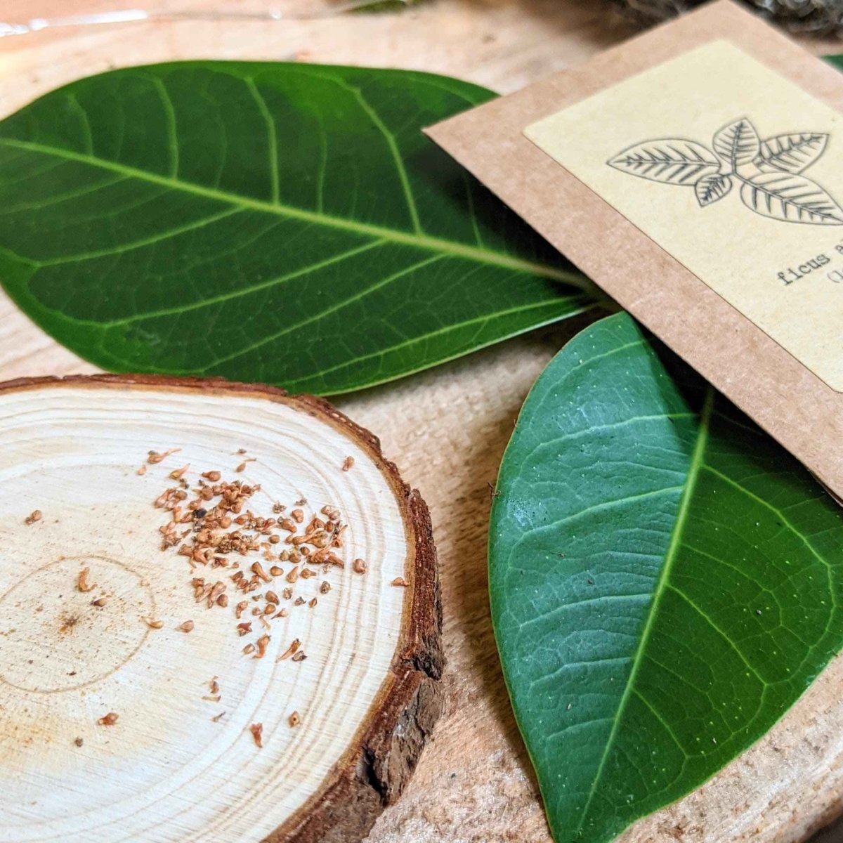Grow a Ficus Altissima Seed Kit - Plantflix