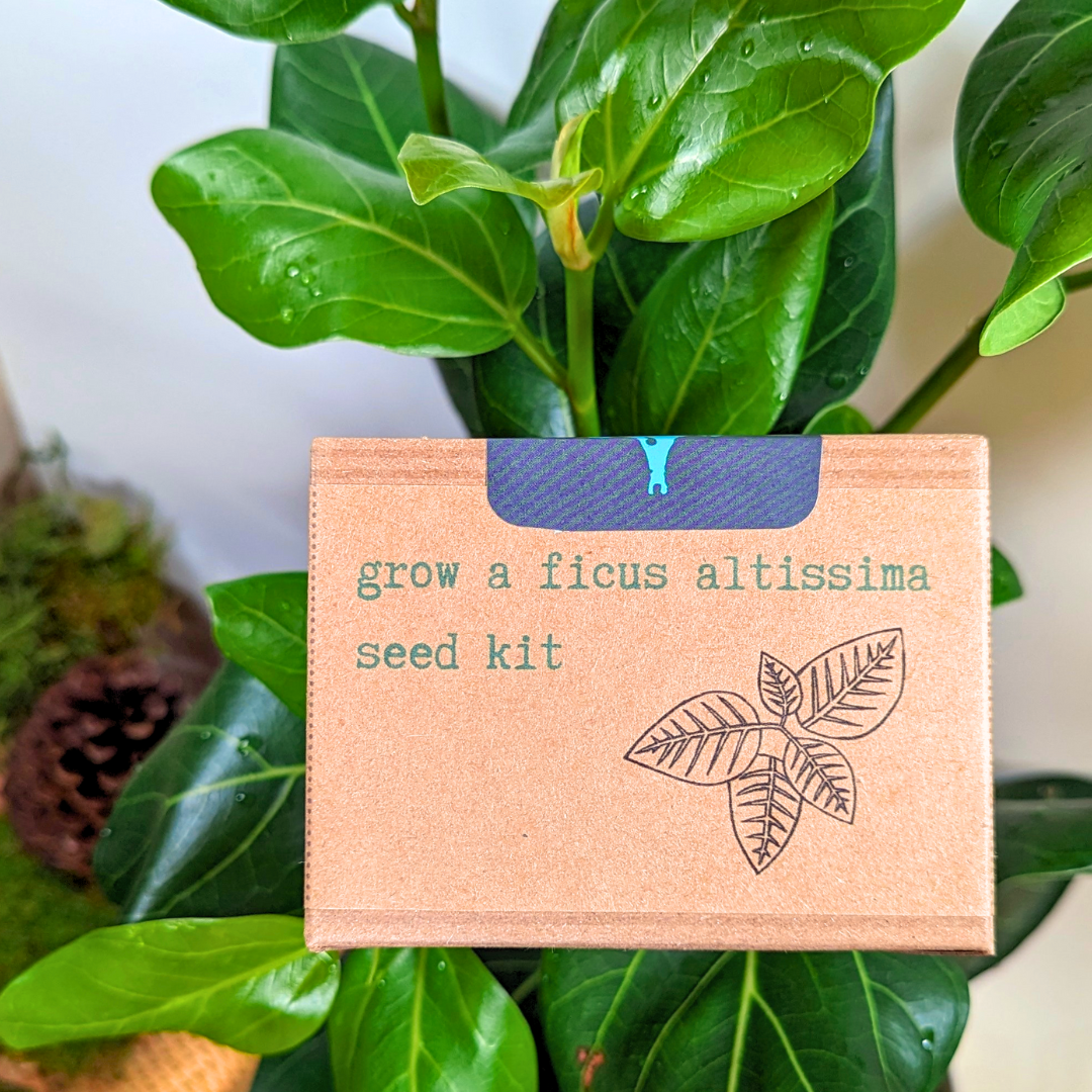 Grow a Ficus Altissima Seed Kit - Plantflix
