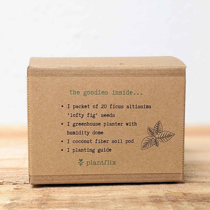 Grow a Ficus Altissima Seed Kit - Plantflix