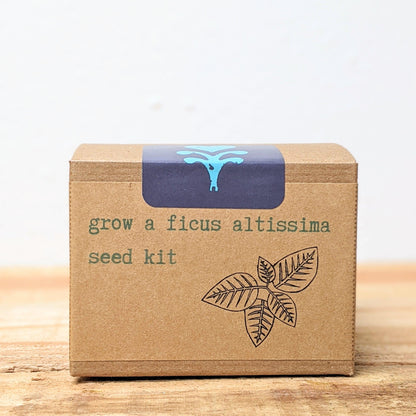 Grow a Ficus Altissima Seed Kit - Plantflix