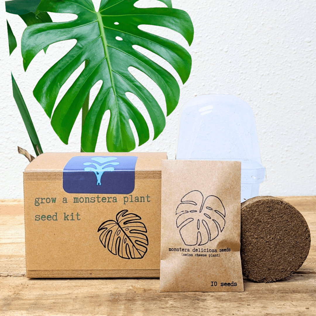 Grow a Monstera Seed Kit - Plantflix