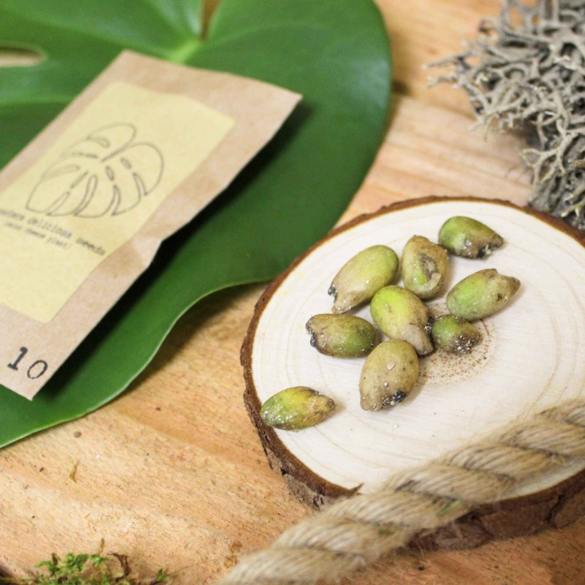 monstera adansonii variegata seeds Grow a Monstera Seed Kit