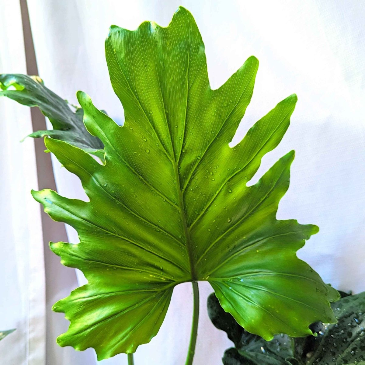 Grow a Philodendron Seed Kit - Plantflix