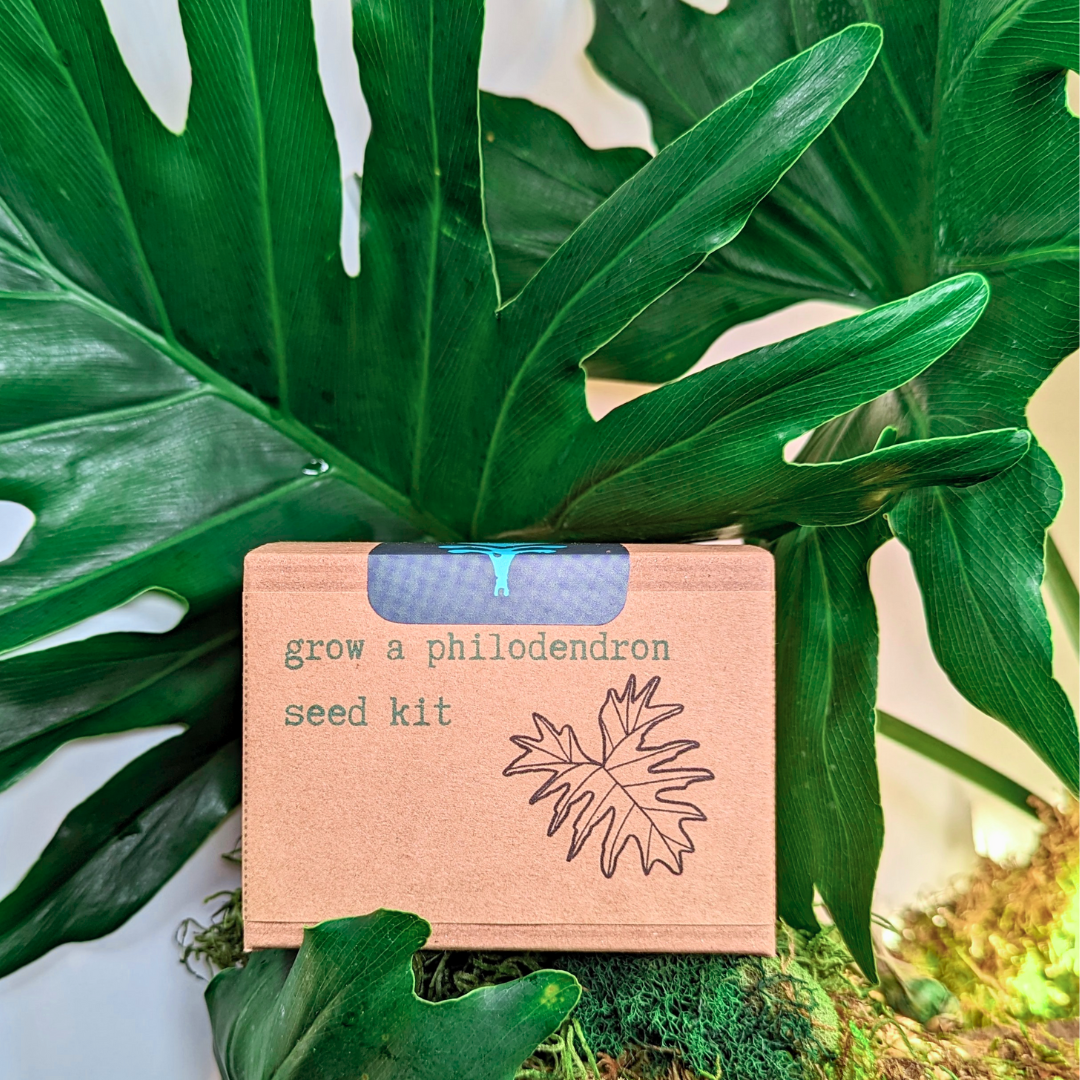 Grow a Philodendron Seed Kit - Plantflix